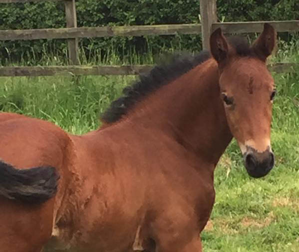 Euro Sport Horse Foals For Sale